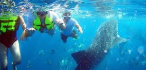 Oslob Whale Shark