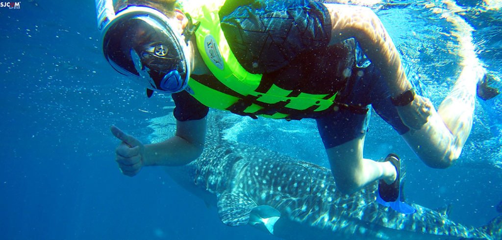 Oslob Whale Shark Tour Dreamcat