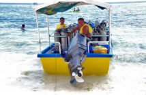 Speed Boat - Sun Divers