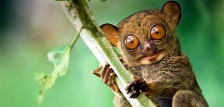 Bohol Tourist Info with Video Tarsier in Bohol Philippines