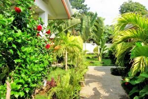 Tropical Garden Around Apartments